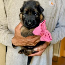 Pink collar girl - Black and red female German Shepherd puppy in Stockton, California from Zaragoza German Shepherds