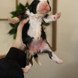 Bernedoodle, Cavapoo, Goldendoodle, and Poodle Puppies from Wasatch Pup