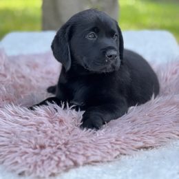 Girl 3 - Labrador Retriever puppy in Santa Rosa, California from Valley of the Moon Labradors