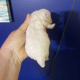 Lollipop - White Bichon Frise puppy in Cave City, Kentucky from Loretta's Pups