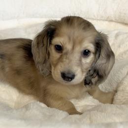 Abby's Cream Dapple Male - Cream male Dachshund puppy in Kalama, Washington from Dazzling Doxies