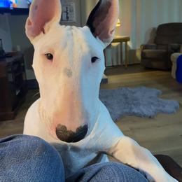 Bull Terrier puppies from Second to None Bull Terriers