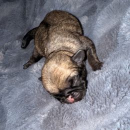 Coral - Fawn female Pug puppy in Smiths Station, Alabama from Masters Pugs