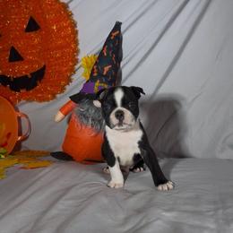 Kimi - Black brindle and white male Boston Terrier puppy in London, Kentucky from Puppy Love