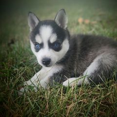 Artic - Black and white male Alaskan Klee Kai puppy in Byron Center, Michigan from Family Friendly Labradors & Klee Kai