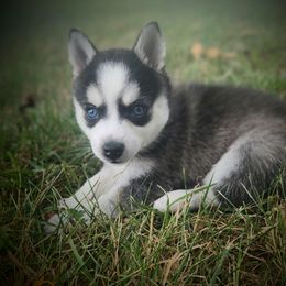 Artic - Black and white male Alaskan Klee Kai puppy in Byron Center, Michigan from Family Friendly Labradors & Klee Kai