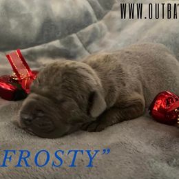 Frosty - Great Dane puppy in Loris, South Carolina from Outback Danes