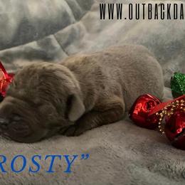 Frosty - Great Dane puppy in Loris, South Carolina from Outback Danes