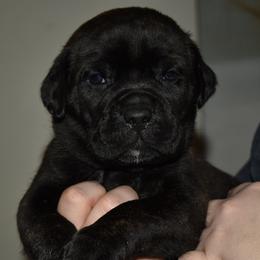 Boy 3 - male Cane Corso puppy in Sault Ste Marie, Michigan from Willow Creek Cane Corsos