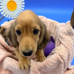 Penny - Cream female Dachshund puppy in Gavilan Hills, California from Bacchanal Kennel/Ranch