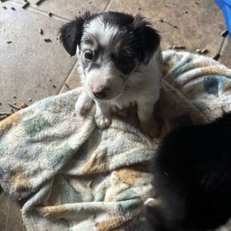 Echo - Blue merle Australian Shepherd puppy in Chippewa Falls, Wisconsin from Chippewa Falls Aussie Paws