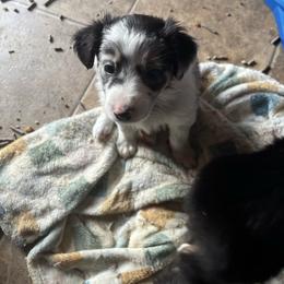 Echo - Blue merle Australian Shepherd puppy in Chippewa Falls, Wisconsin from Chippewa Falls Aussie Paws