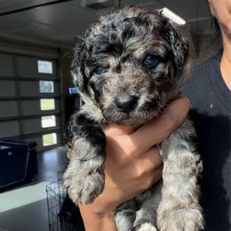 Blue boy - Blue merle male Aussiedoodle puppy in Nacogdoches, Texas from Glo’s Aussiedoodles