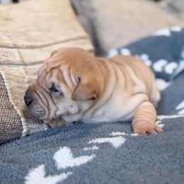 Lo'ak - Fawn male Chinese Shar-Pei puppy in Lehigh Acres, Florida from Florida Wrinkles