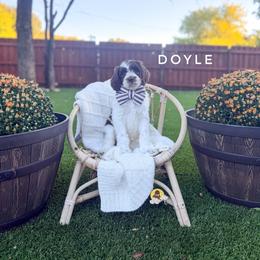 Doyle - Chocolate male Goldendoodle puppy in Dallas County, Texas from Dream A Little Doodle