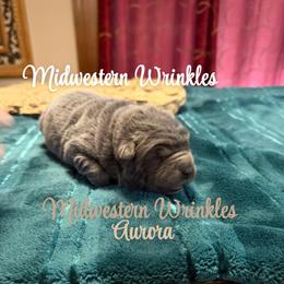 Aurora - Blue dilute female Chinese Shar-Pei puppy in Auburn, Kansas from Justin's Chinese Shar-Pei