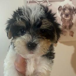 Onyx - Piebald male Morkie puppy in Florence, Kentucky from 4paws4ever by Design