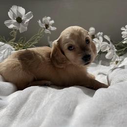 Daisy Mae - Cream female Dachshund puppy in San Diego, California from Enchanted little dachshunds