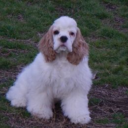 Boxer and Cocker Spaniel Puppies from Michael Martin