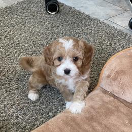 Ginger - Red female Cavapoo puppy in Sugarcreek, Ohio from True Hearted Doodles