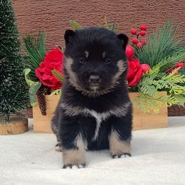 Marshmallow - Black and tan male Shiba Inu puppy in Clayton, Illinois from Adorable-Puppies