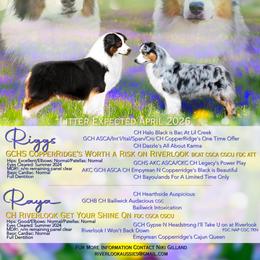 Australian Shepherd puppies from Riverlook Australian Shepherds