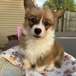Pembroke Welsh Corgi Puppies from Mk’s Corgis