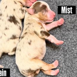 Most - Red merle female Miniature American Shepherd puppy in Tucson, Arizona from Outlaw Minis