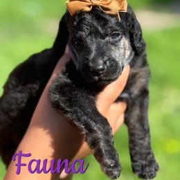 Fauna - Phantom female Poodle puppy in Independence, Kansas from Malone Standard Poodles