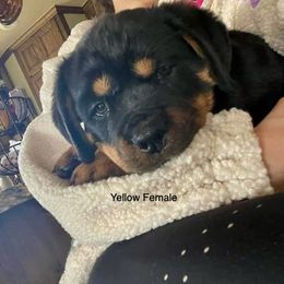 Rottweiler Puppies from Lucky Rose Ranch