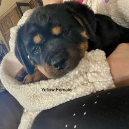 Rottweiler Puppies from Lucky Rose Ranch