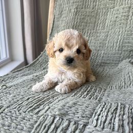 Molly - female Cavapoochon puppy in Burlington, Iowa from Pleasant Home Puppies