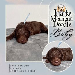 Baby - Chocolate male Double Doodle puppy in Eagle Mountain, Utah from Lake Mountain Doodle