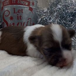 Trinity - AKC - Chocolate female Havanese puppy in Verden, Oklahoma from Holcombs Puppy Ranch