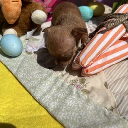 Chihuahua Puppies from CMW Interstellar Kennel