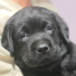 Blue - Black male Labrador Retriever puppy in Manheim, Pennsylvania from Monarch Labradors