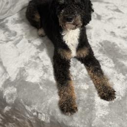 Bella - Bernedoodle