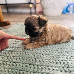 Charlie - Brindle male Shih Tzu puppy in Bennett, Colorado from Victorio Boxers & Shih-Tzu's
