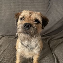 Nooks - Border Terrier