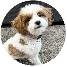 Baylee - Cavapoo