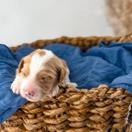 Loaf - Apricot male Goldendoodle puppy in Russell Springs, Kentucky from Milk & Honey Doodles