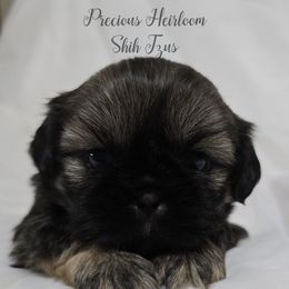 Girl 1 - Sable female Shih Tzu puppy in Enid, Oklahoma from Precious Heirloom Shih Tzus