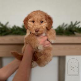 Sunny - Apricot male Goldendoodle puppy in Madisonville, Kentucky from Carlie and Co. Goldendoodles