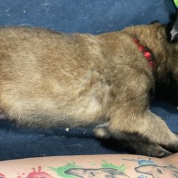 Belgian Malinois and German Shepherd Puppies from Madhouse’s Belgian Malinois and German Shepherds
