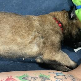 Belgian Malinois and German Shepherd Puppies from Madhouse’s Belgian Malinois and German Shepherds