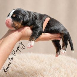 Anakin - Tri-color male Bernese Mountain Dog puppy in Lecanto, Florida from Lecanto Puppy