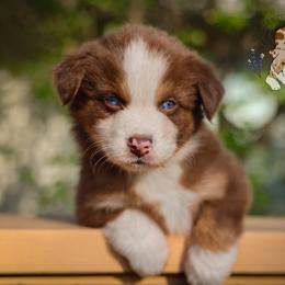 Piglet - Red tri-color female Australian Shepherd puppy in Buena Vista, Colorado from Wigglebutts Unlimited