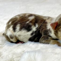 Celtic - Red merle Miniature Australian Shepherd puppy in Jerome, Idaho from Merrick Mini Aussies
