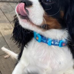 Cavalier King Charles Spaniels and English Springer Spaniels from Liberty Springers and Cavaliers