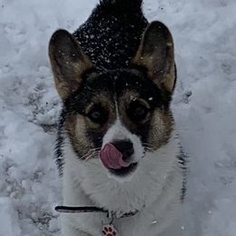 Maya - Pembroke Welsh Corgi